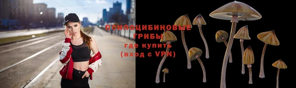 гашик Алексин